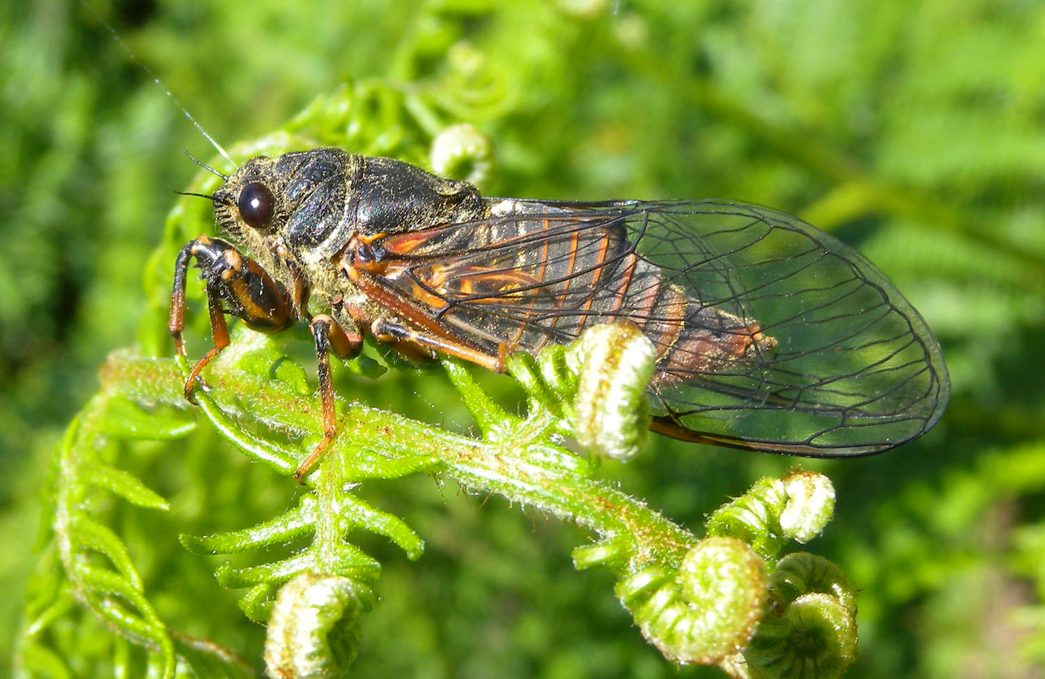 Cicadetta montana